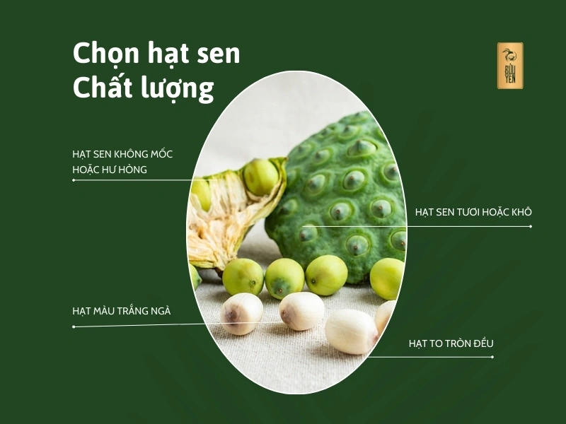 Cách chọn hạt sen tươi ngon