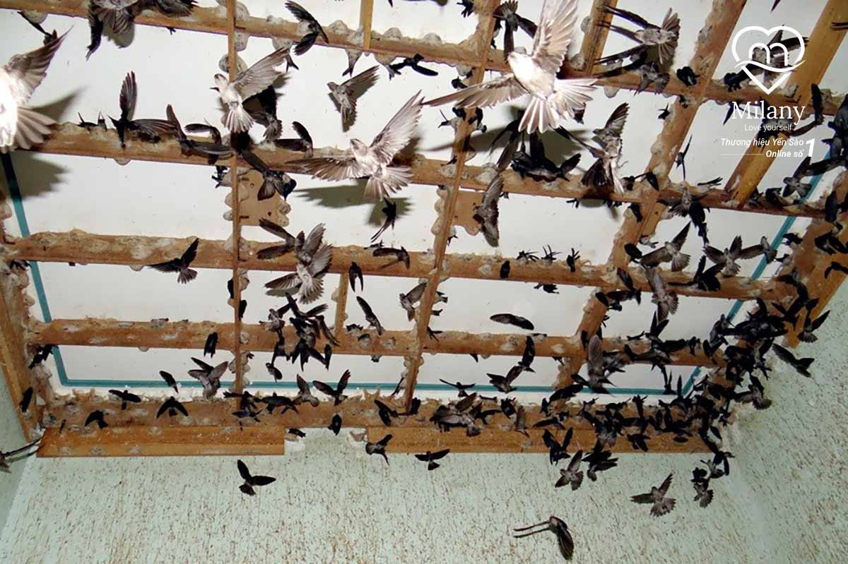 Ổn định âm thanh giúp dẫn dụ chim yến