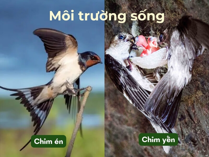 Môi trường sống của chim én và chim yến