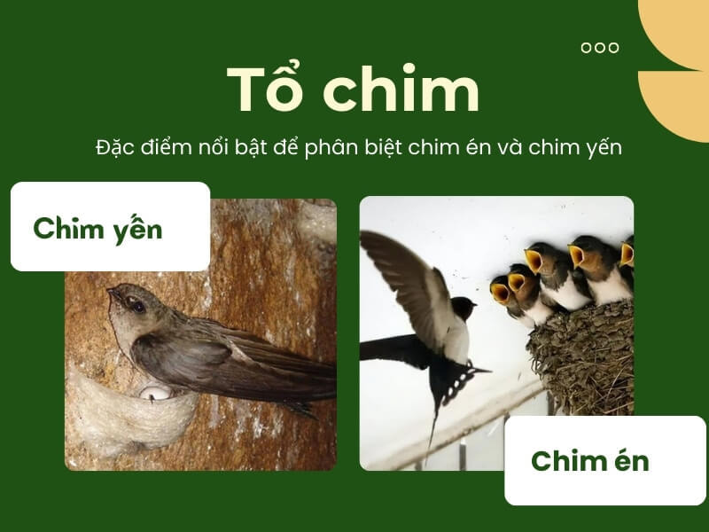 Tổ chim én và tổ chim yến