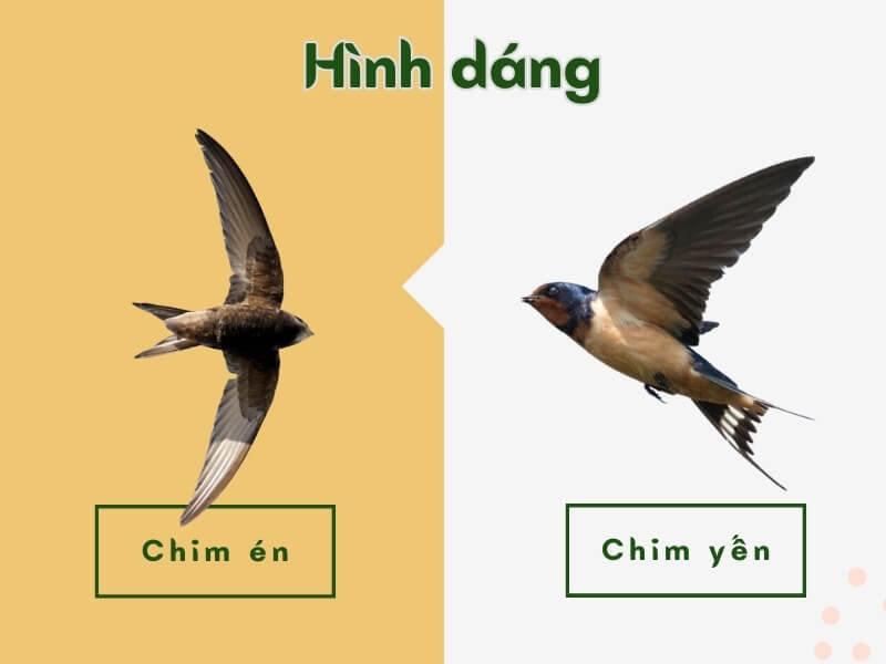 Hình dáng chim én và chim yến