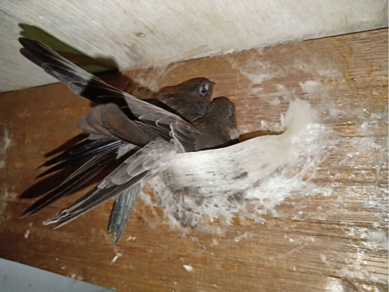 Chim yến nuôi con như thế nào