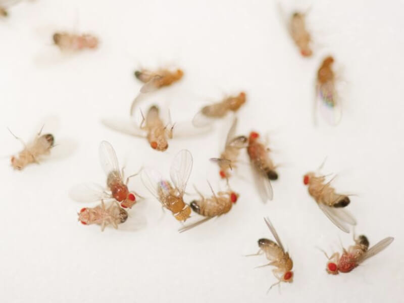 Nuôi ruồi giấm làm thức ăn cho chim yến