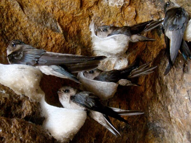 Chim yến ăn gì trong tự nhiên