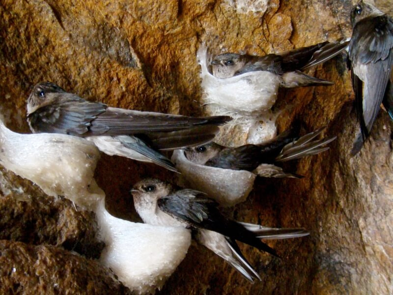 Chim yến làm tổ ở đâu