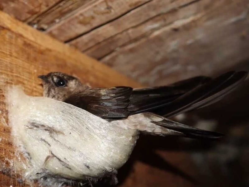 Chu kỳ sinh sản của chim yến