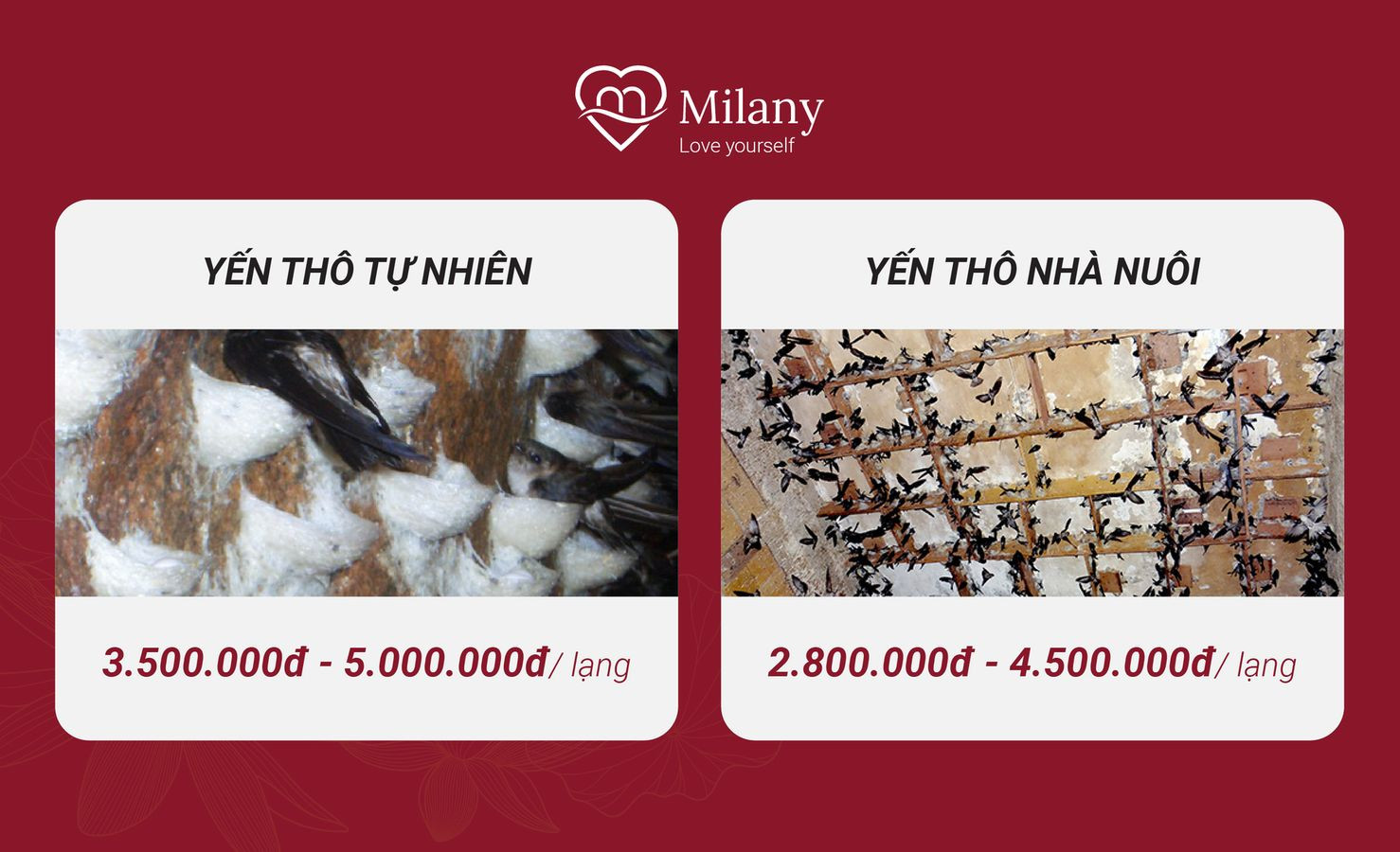 Giá yến thô tự nhiên và yến nhà nuôi