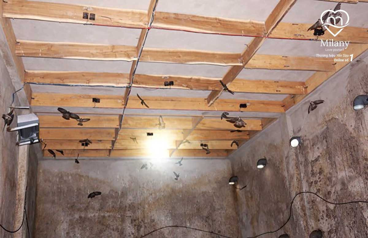 Thiết bị nhà yến - Tổng hợp và lưu ý khi mua sắm cho nhà yến