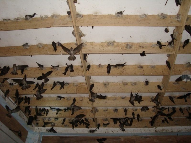 Tổ yến nhà nuôi trong nhà yến