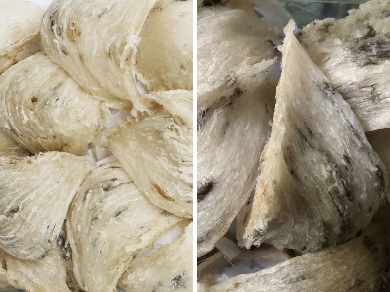 So sánh hình dáng tổ yến đảo và yến nhà