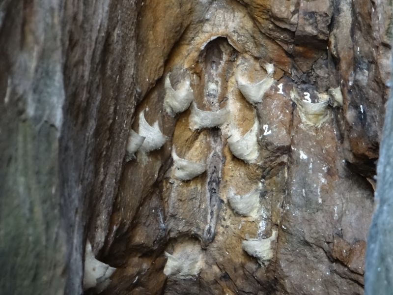 Tổ yến đảo tự nhiên trong hang đá