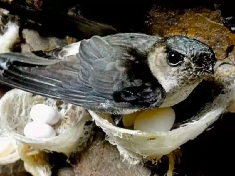 Tổ yến sào là gì