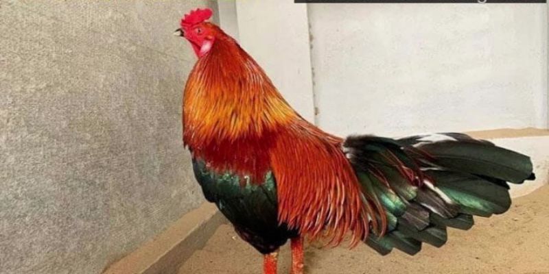 Đặc điểm gà xanh mồng trích