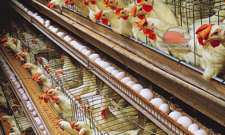 Chi tiết kỹ thuật nuôi gà công nghiệp: Chuồng trại, thức ăn và phòng trị  bệnh