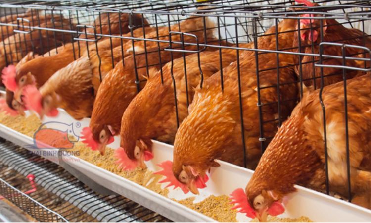 Kỹ thuật nuôi gà đẻ trứng năng suất cao