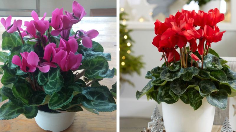 Ý nghĩa, cách trồng và cách chăm sóc chi tiết cây anh thảo